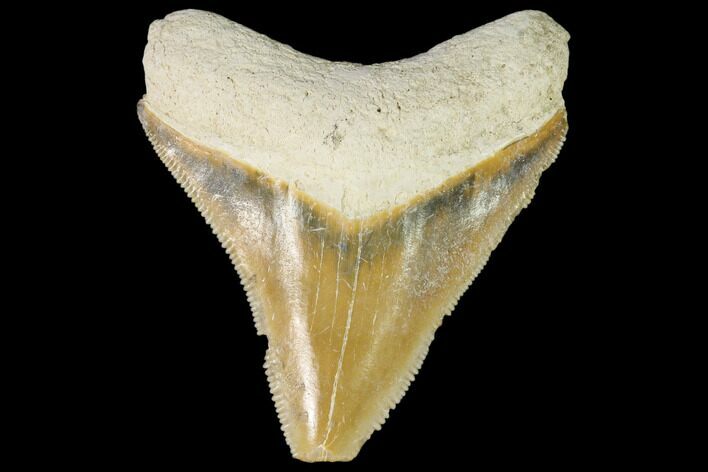 Fossil Megalodon Tooth - Florida #103399